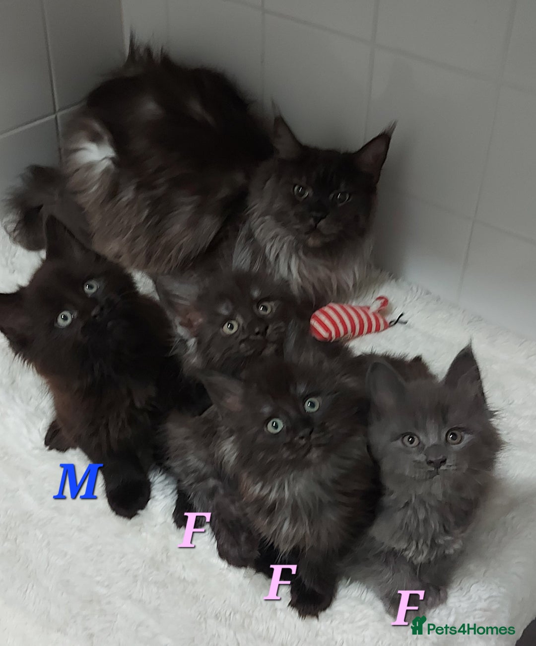 Maine Coon cats for sale: Beautiful big maine Coon babies  - Advert 2