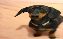 Miniature Dachshund dogs for sale: Miniature Dachshund- Female - 10 months old - Advert 2
