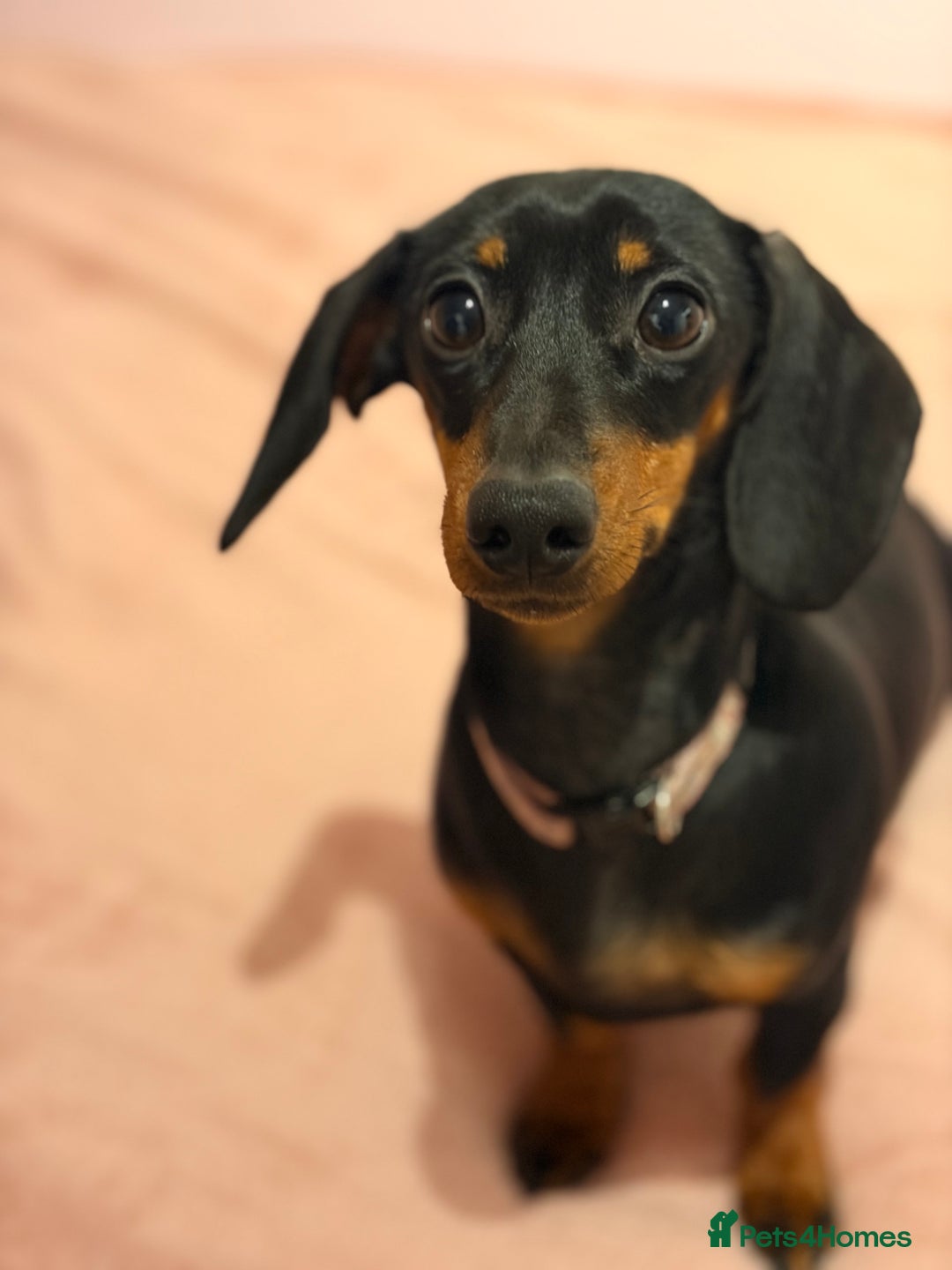 Miniature Dachshund dogs for sale: Miniature Dachshund- Female - 10 months old - Advert 2