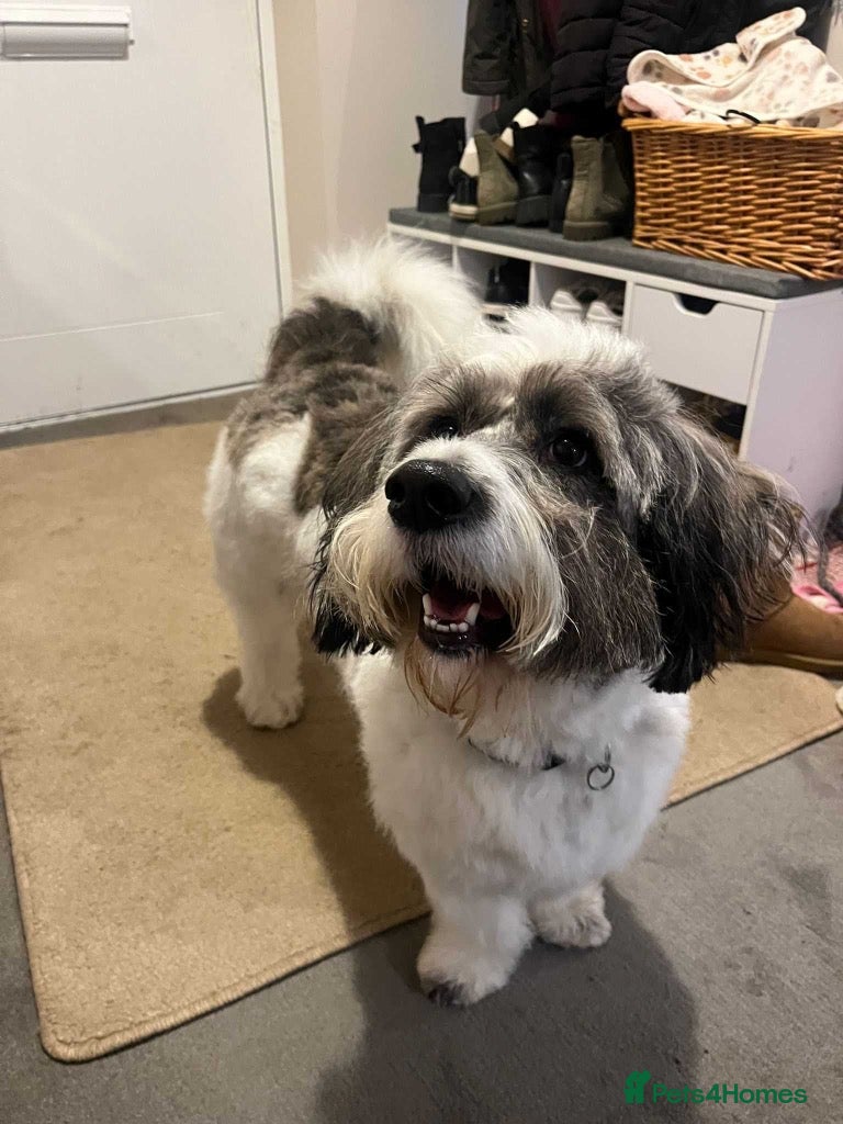 Mixed Breed dogs Meet Fritz, currently residing in East Sussex - Advert 4