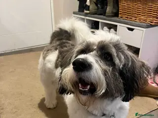 Mixed Breed dogs Meet Fritz, currently residing in East Sussex - Advert 4