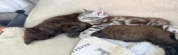 Maine Coon cats for sale: Adorable 7 Week Old Kittens – Ready Soon 🐾 - Advert 7