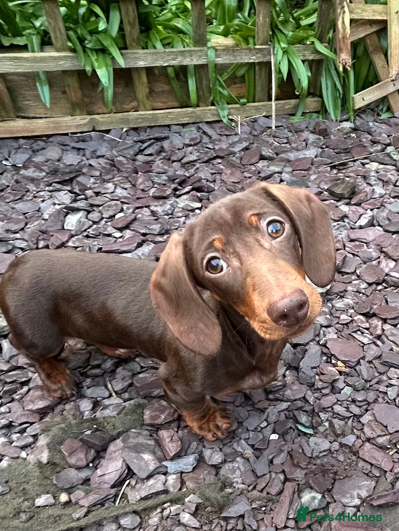 Miniature Dachshund dogs Stunning chocolate & tan miniature dachshunds  - Advert 19