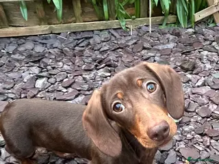 Miniature Dachshund dogs Stunning chocolate & tan miniature dachshunds - Advert 19