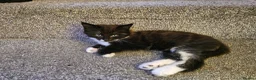 Mixed Breed cats for sale: Kittens 3 ready to leave now - Advert 11