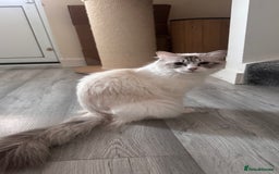 Ragdoll cats for sale: Active ragdoll queen  - Image 4