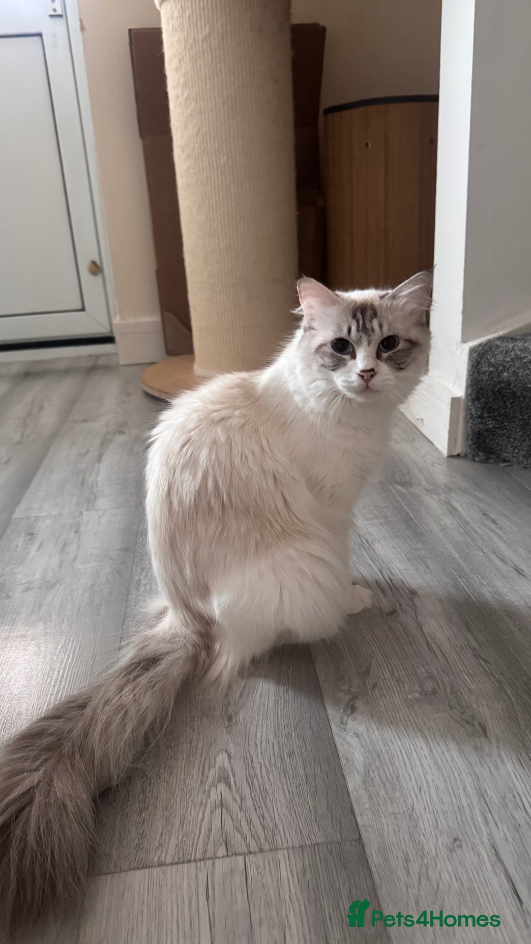 Ragdoll cats for sale: Active ragdoll queen  - Image 4