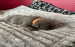 Staffordshire Bull Terrier dogs for sale: Blue Staffordshire Bull Terrier KC registered  - Image 15