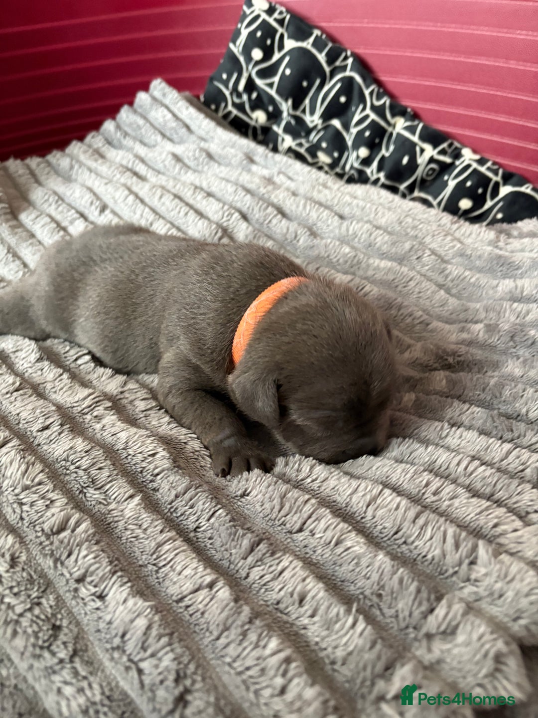 Staffordshire Bull Terrier dogs for sale: Blue Staffordshire Bull Terrier KC registered  - Image 15
