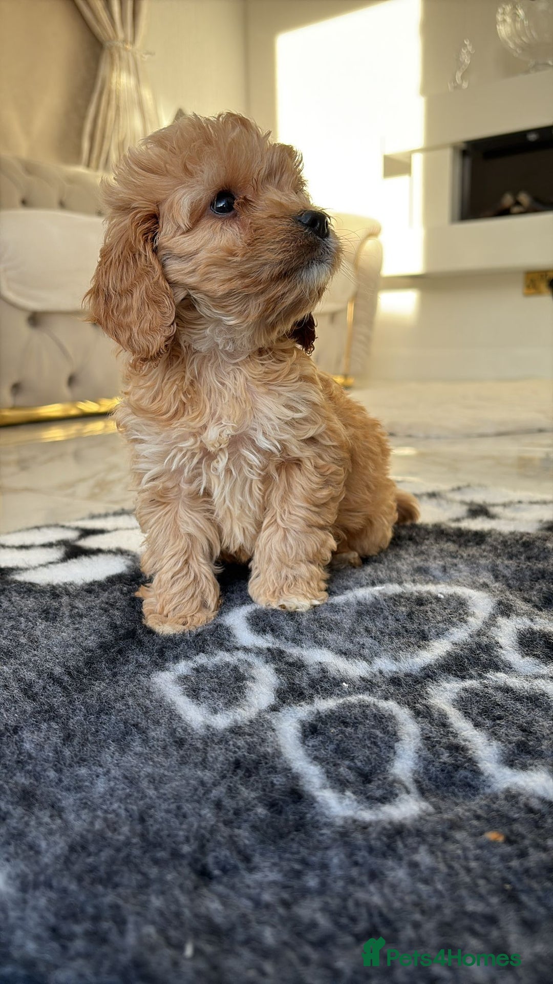 Cockapoo dogs for sale: F1 pra clear Cockapoos(council lincesed breeder) - Advert 19