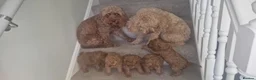 Cavapoo dogs for sale: Cavapoos Fb3. - Advert 12