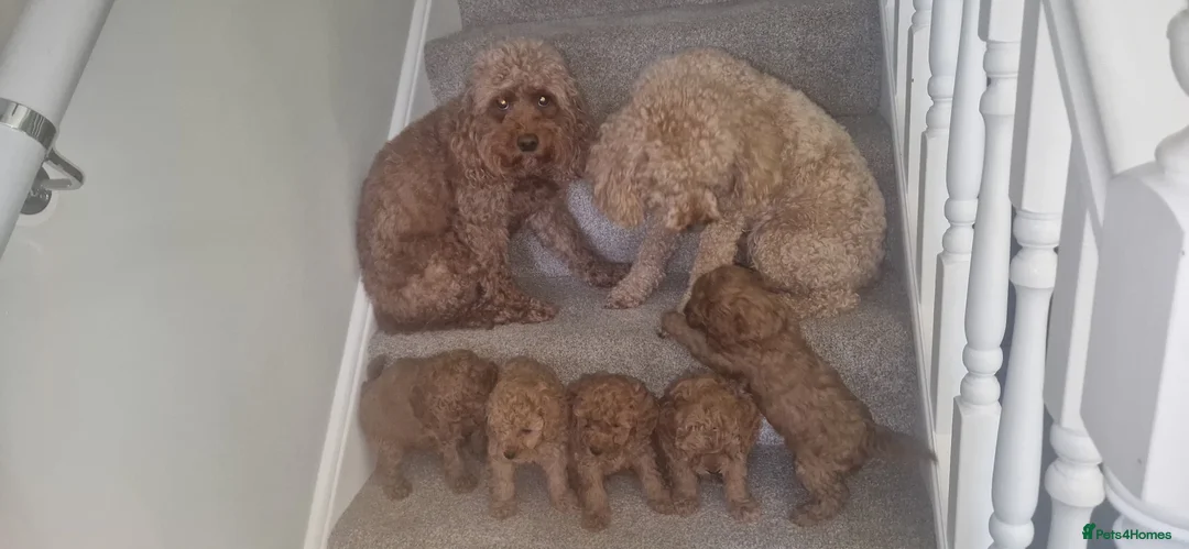 Cavapoo dogs for sale: Cavapoos Fb3. - Advert 12