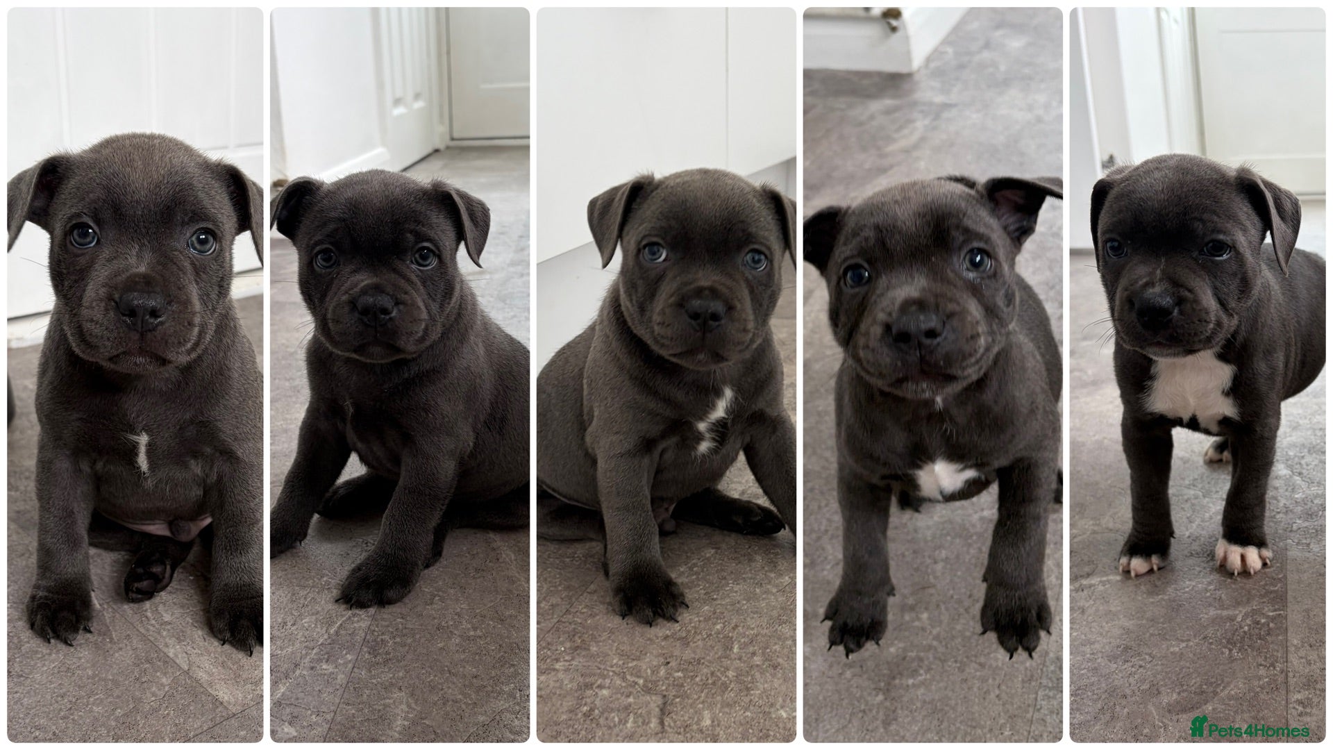 Staffordshire Bull Terrier dogs 💙ONE STUNNING BOY LEFT Blue KCreg  💙 - Advert 5