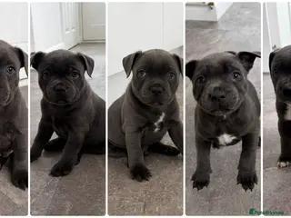 Staffordshire Bull Terrier dogs 💙ONE STUNNING BOY LEFT Blue KCreg 💙 - Advert 2