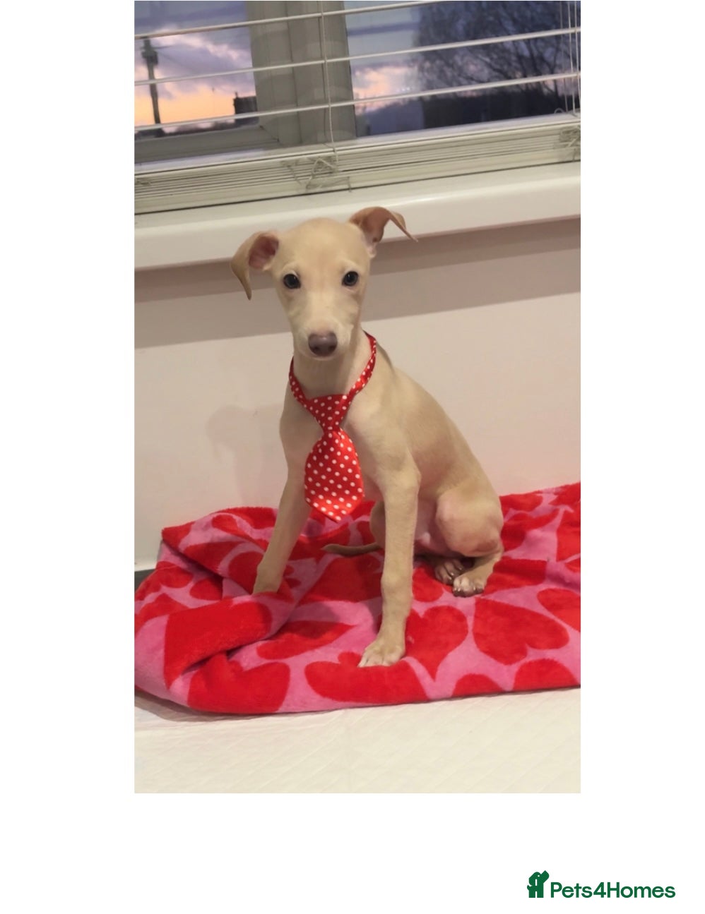 Italian Greyhound dogs STUNNING CREAM BOYS READY TO LEAVE💙💙 - Advert 1