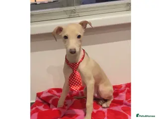 Italian Greyhound dogs STUNNING CREAM BOYS READY TO LEAVE💙💙 - Advert 1
