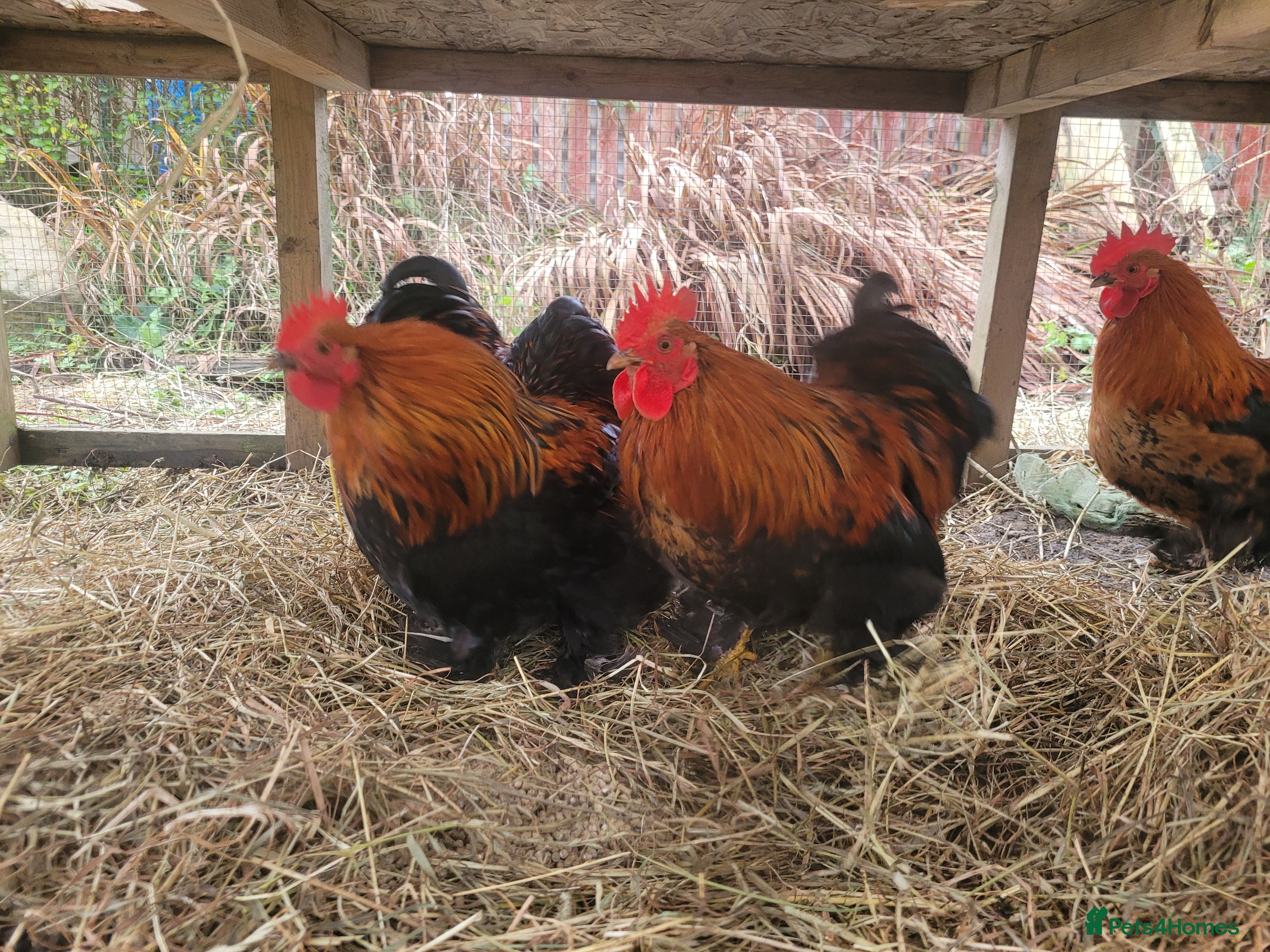 Chickens poultry Banty Cockerells - Advert 12