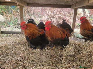 Chickens poultry Banty Cockerells - Advert 1