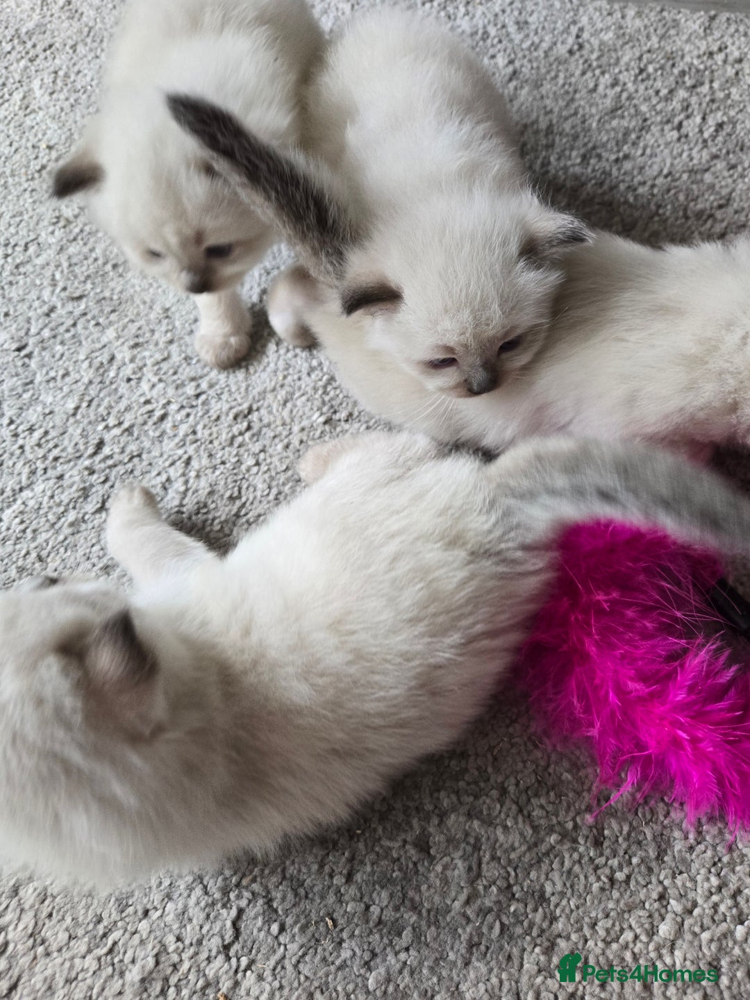 Ragdoll cats for sale: 4 Stunning Ragdolls (ready in August) in Bristol - Image 15