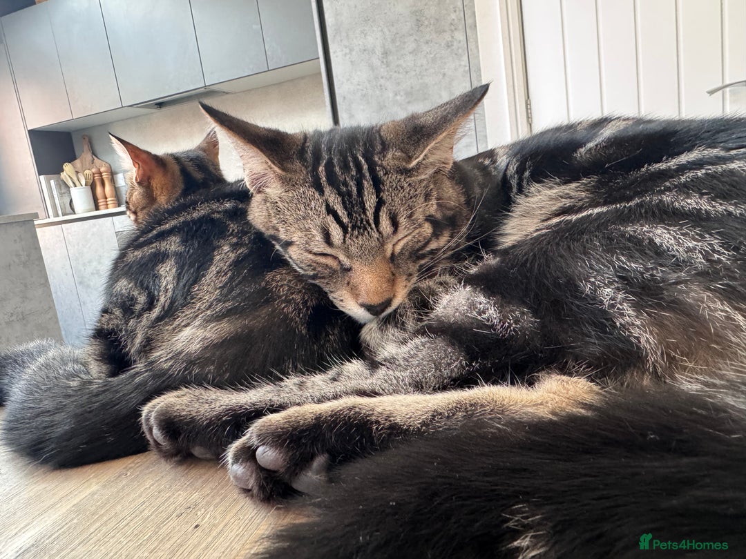 Mixed Breed cats for sale: Mixed tabby kittens  - Image 5