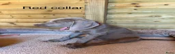 Weimaraner dogs for sale: Ready to go Weimaraner puppies KC registered - Advert 6