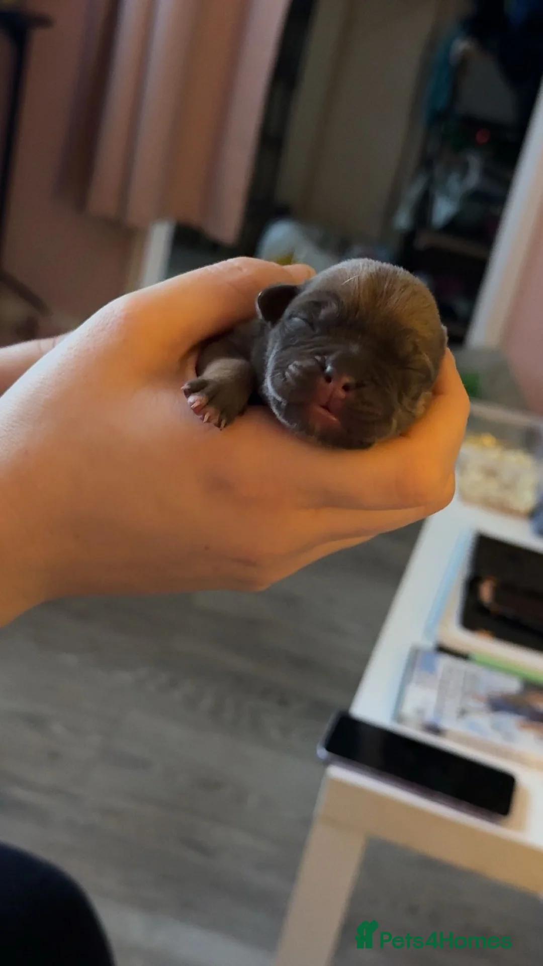 Mixed Breed dogs for sale: Pug cross american bulldog - Advert 5