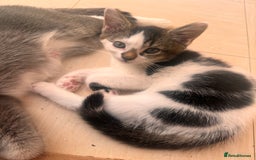 Mixed Breed cats for sale: Kitten for sale - Image 3