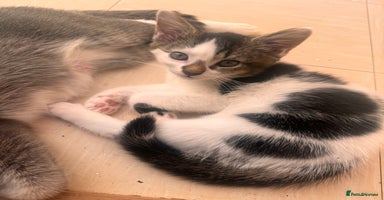 Mixed Breed cats - Advert 14