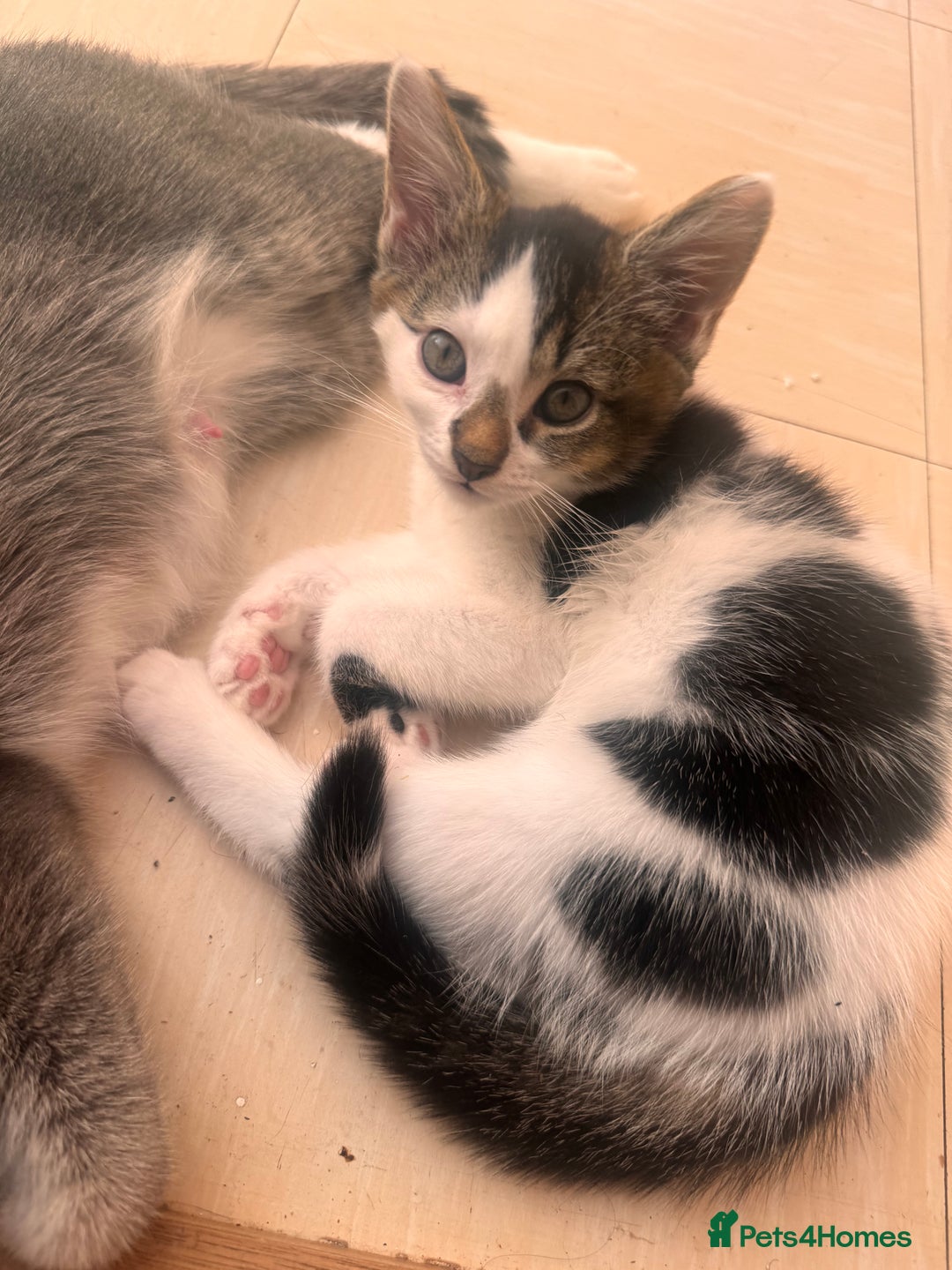 Mixed Breed cats for sale: Kitten for sale - Image 3
