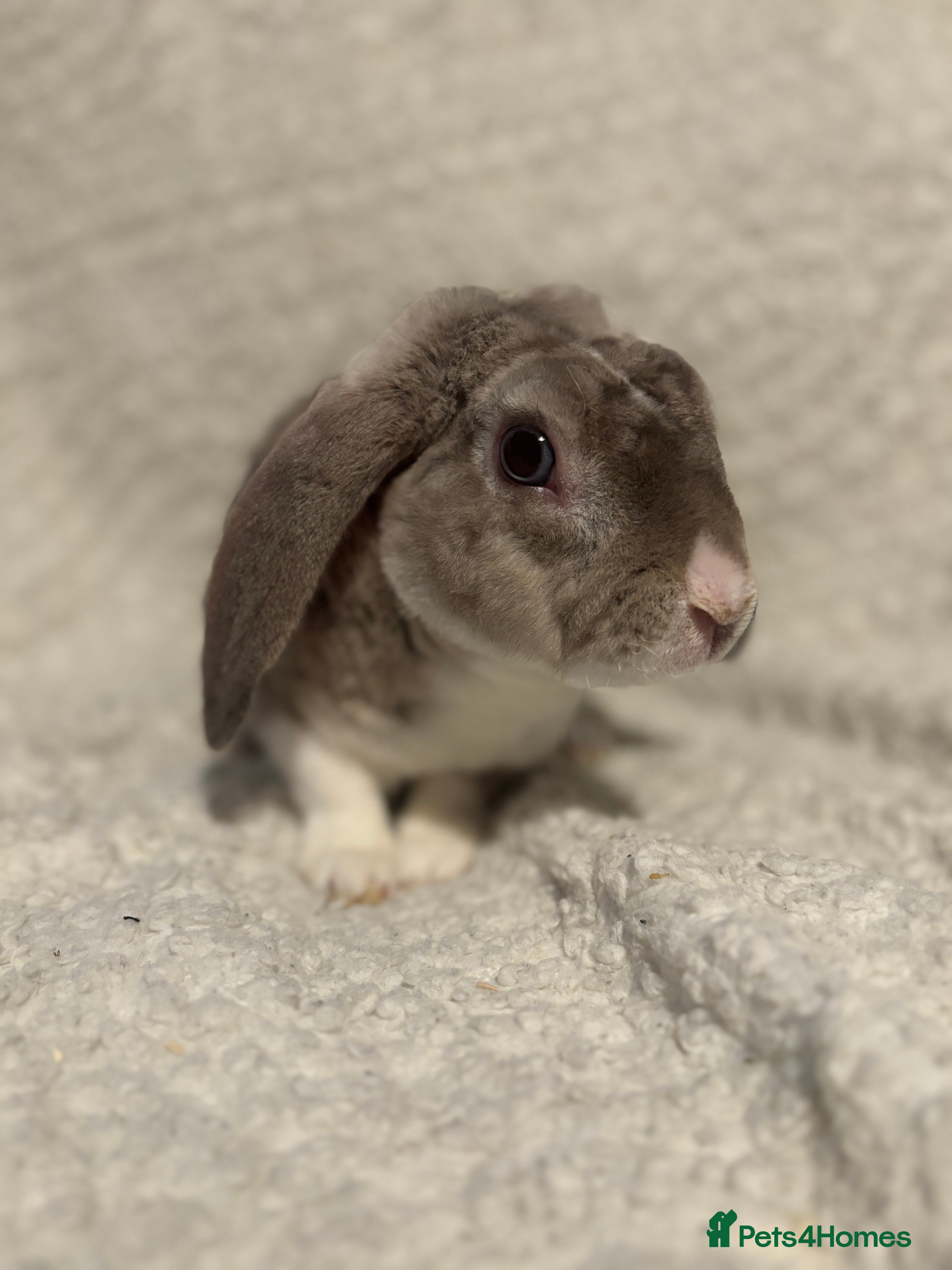 Mini Lop rabbits Chinchilla vm mini plush lop buck ✨ - Advert 6