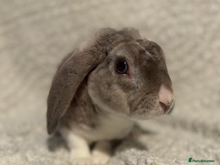 Mini Lop rabbits Chinchilla vm mini plush lop buck ✨ - Advert 9