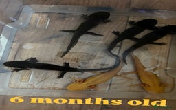 Axolotl reptiles for sale: Axolotl's looking for homes  - Image 7