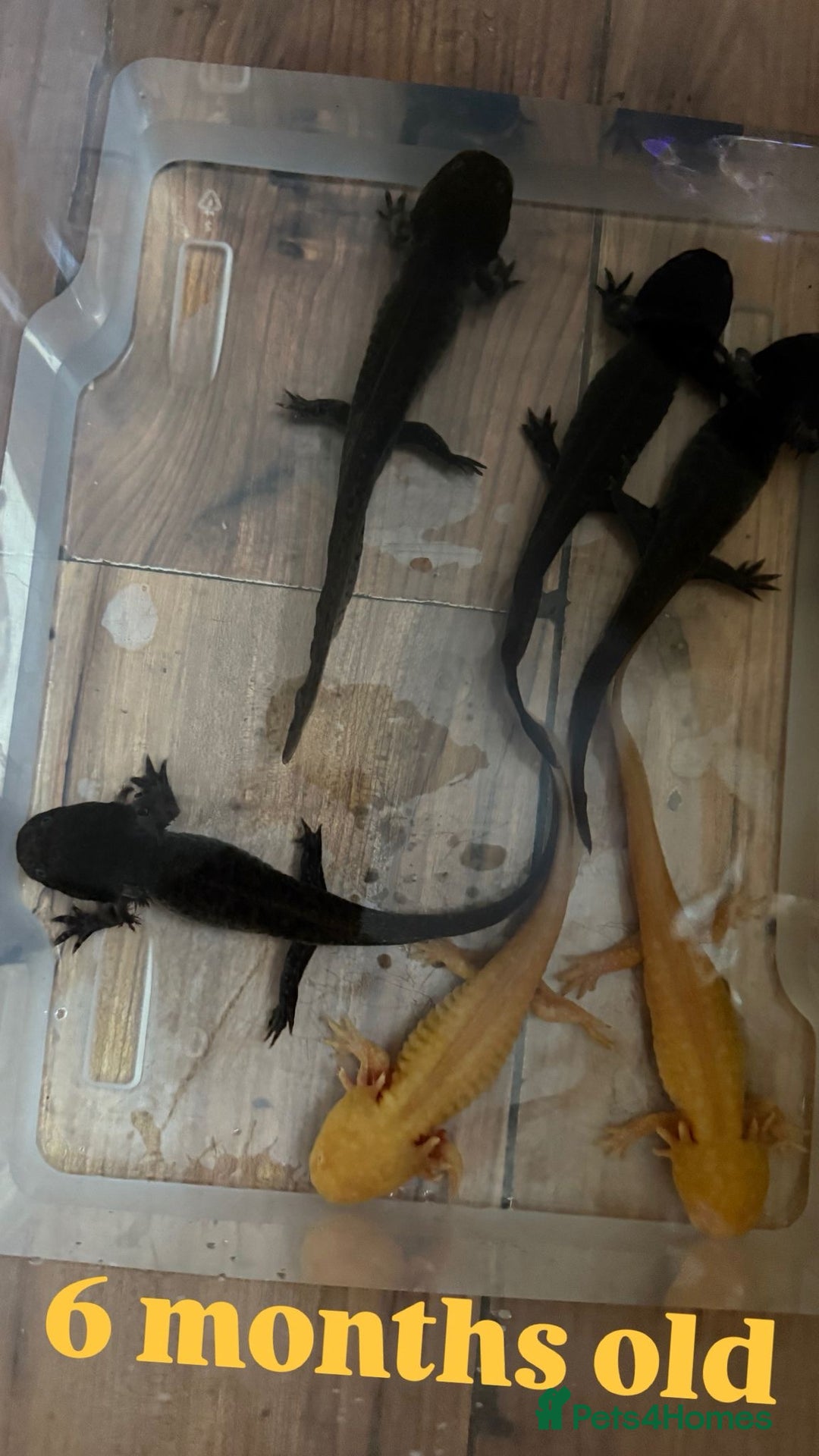 Axolotl reptiles for sale: Axolotl's looking for homes  - Image 7