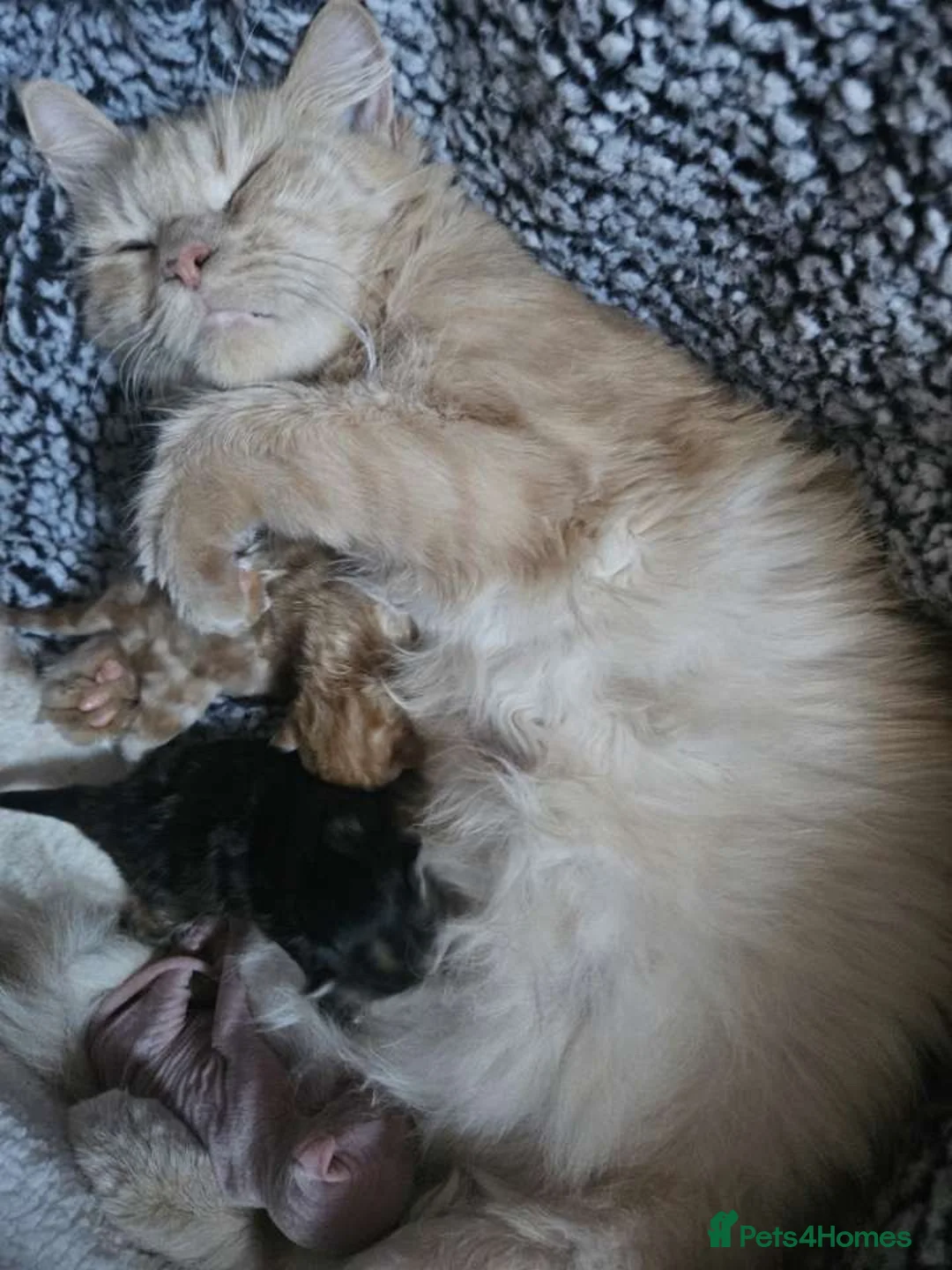 Mixed Breed cats for sale: Beautiful Maine coons x Sphynx 🐾 - Advert 1
