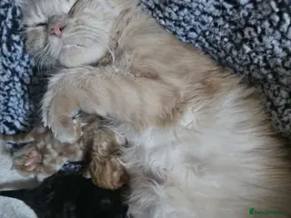 Mixed Breed cats 🐾Triple the Purrs, Triple the Love🐾 - Advert 5