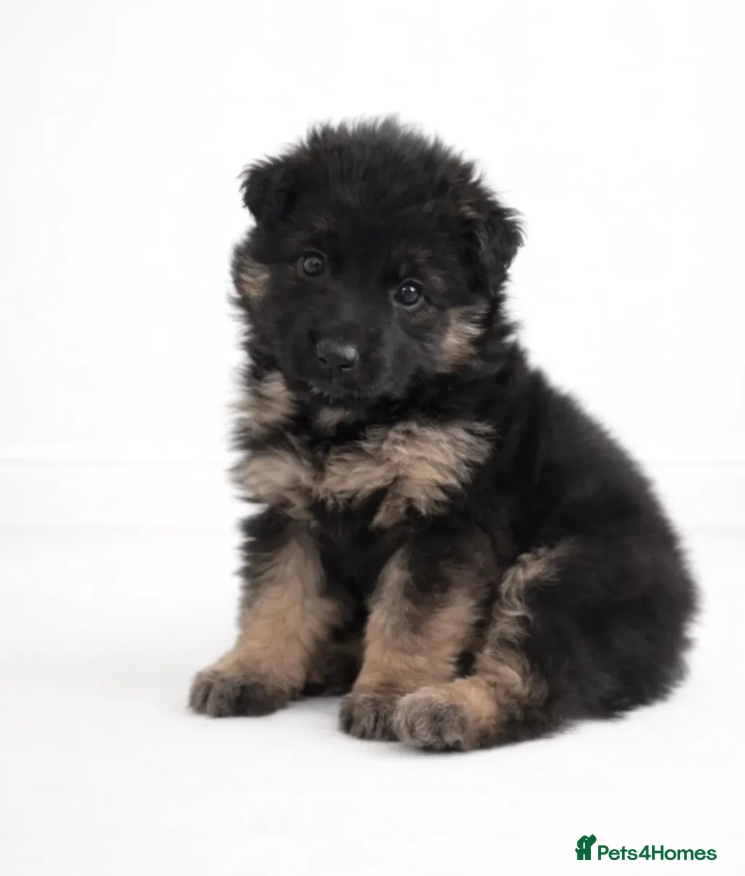 German Shepherd dogs for sale: Left baby girl  - Advert 2