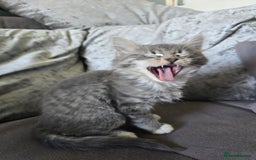 Mixed Breed cats for sale: 5 3/4 persian kittens ready now - Image 10