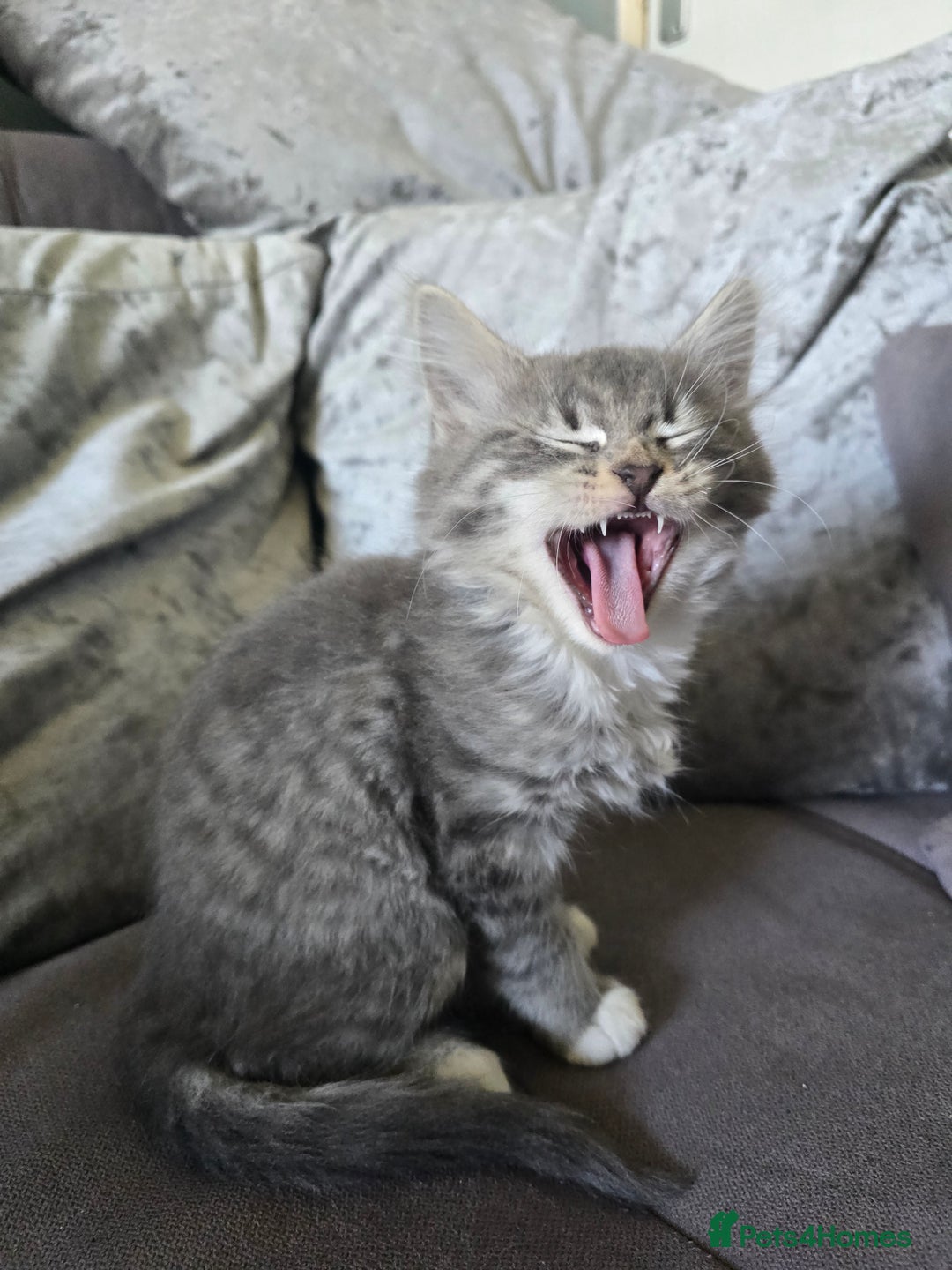 Mixed Breed cats for sale: 5 3/4 persian kittens ready now - Image 10