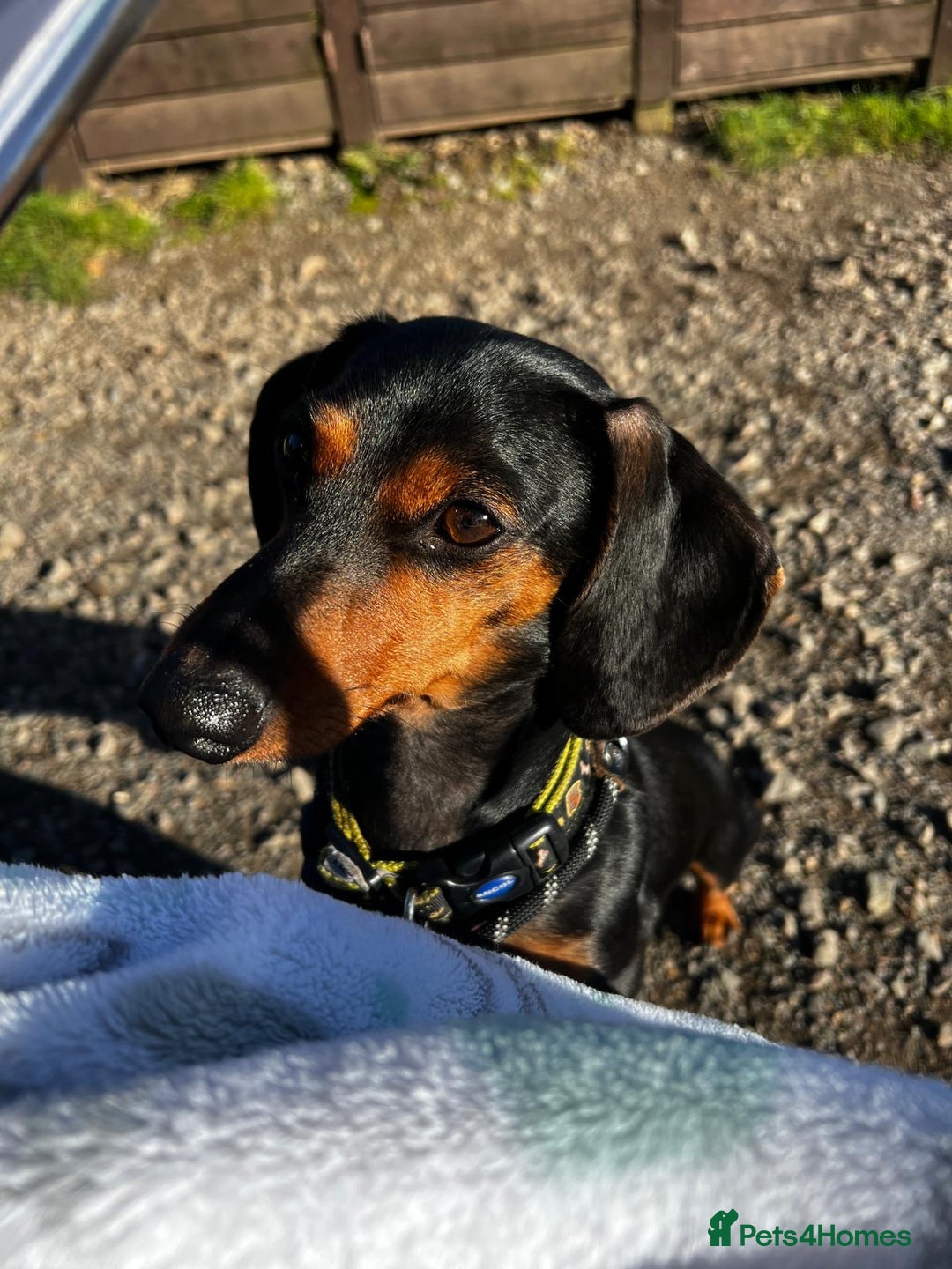 Miniature Dachshund dogs for adoption: 💙🐶 BUDDY – 4 yo Miniature Dachshund🐶💙 - Image 4
