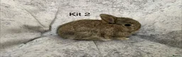 Mixed Breed rabbits for sale: Netherland Dwarf / Mini Lop rabbits in Stonehaven - Advert 5