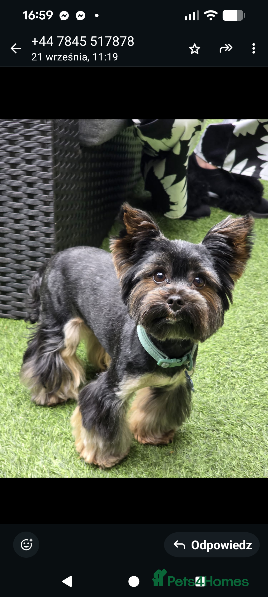 Yorkshire Terrier dogs for sale: York terrier pupyy  - Advert 12