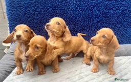 Miniature Dachshund dogs for sale: RED DAPPLE KC MINI PRA CLEAR READY NOW  - Image 6