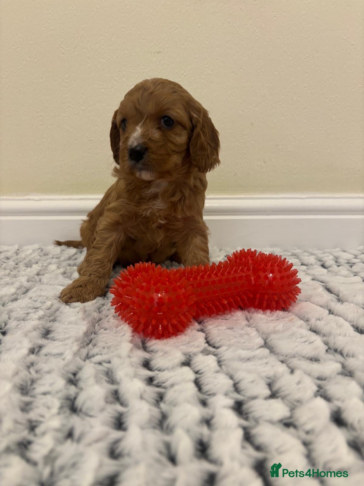 Cavapoo dogs Deep red cavapoos  - Advert 2