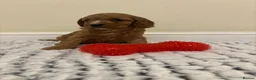 Cavapoo dogs for sale: Deep red cavapoos  - Advert 16