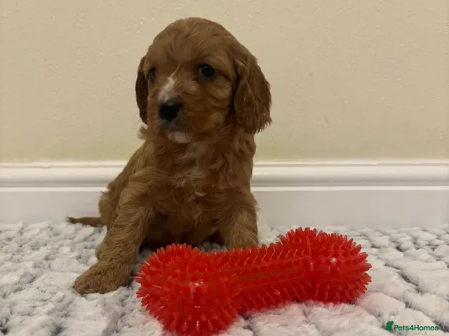 Cavapoo dogs Deep red cavapoos - Advert 5