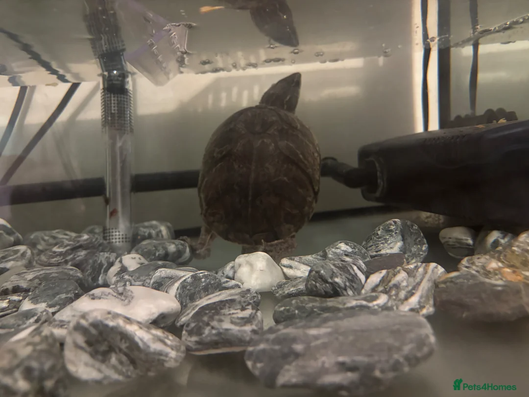 Turtle reptiles for sale: Terrapin turtles pair &tank  - Advert 2