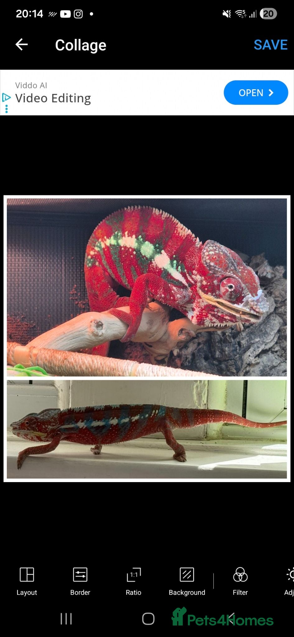 Chameleon reptiles Juvenile panthers for sale.  - Advert 2