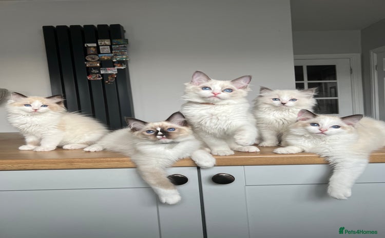 Ragdoll cats - Advert 4