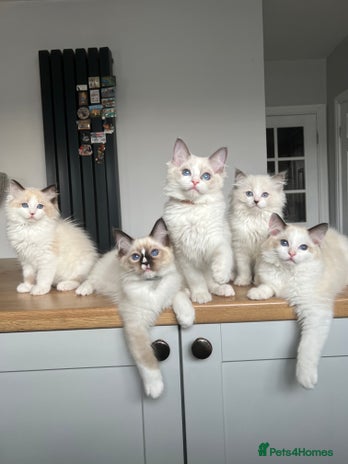 Ragdoll cats - Advert 13