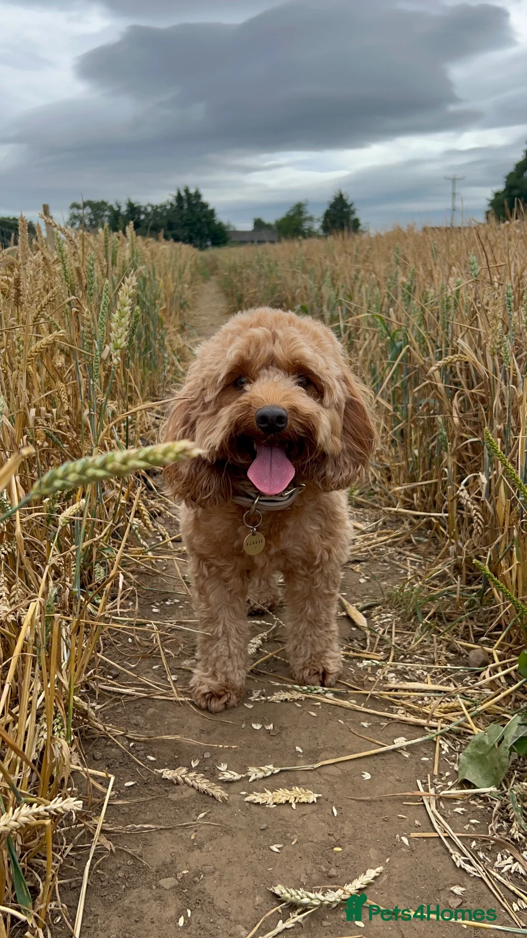 Cockapoo dogs for sale: ✨ EXCLUSIVE WAITING LIST NOW OPEN ✨ - Advert 2